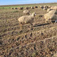 فروش 130 راس گوسفند دامازدخ|حیوانات مزرعه|پارسآباد, |دیوار