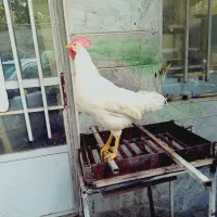 خروس