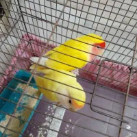 طوطی برزیلی طوطی کوتوله زرد