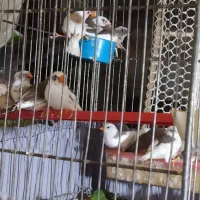 فنچ|پرنده|قزوین, |دیوار