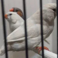 تعدادی فنج انگلیسی واورنج اروپایی