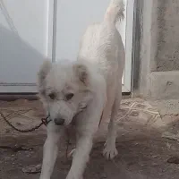 سگ گله ای دهن پاک|سگ|قم, شهرک طالقانی|دیوار