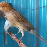 قناری ماده اماده