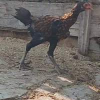 مرغ و جوجه|حیوانات مزرعه|گمیشان, |دیوار