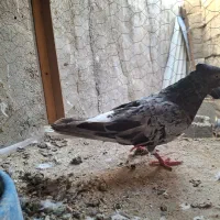 دمسفید و توقی درجه ۱