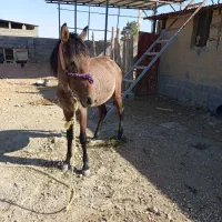 اسب نریون|اسب و تجهیزات اسبسواری|مرودشت, دولت آباد|دیوار