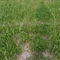 زمین کشاورزی ۱۰ هکتار دشتی اسماعیل خانی