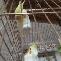 عروس هلندی|پرنده|بندر دیر, |دیوار