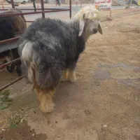 کوه ماده عتیقه|حیوانات مزرعه|اندیکا, |دیوار