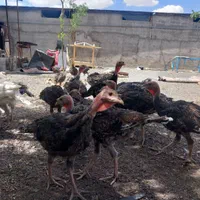 بوقلمون|حیوانات مزرعه|مشهد, هفده شهریور|دیوار