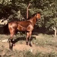کره نریان کرد نوه انسیاتور قلدر پرخون دمگیر مهربون