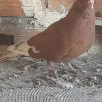 کبوتر شیروان