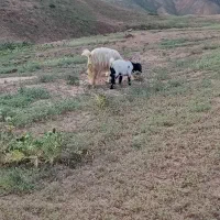 بزشکم دو