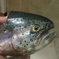 فروش ماهی زنده ولاشه  قزل الا