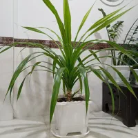 گل پاندانوس