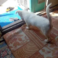 سگ نژاددار|سگ|کرمان, |دیوار