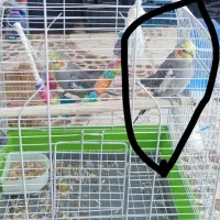 یه دونه عروس هلندی