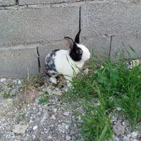 خرگوش‌نر|موش و خرگوش|مسجد سلیمان, |دیوار