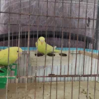 یک جفت مرغ عشق دو ماهه خوش سو