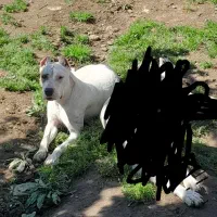 داگو آرژانتینو