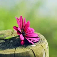 5 میلیون پول