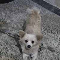 واگذاری  سگ پامرایین|سگ|لاهیجان, طالقانی|دیوار