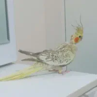 عروس هلندی|پرنده|اندیشه, اندیشه فاز ۵|دیوار