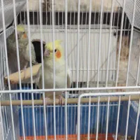 پرنده عروس هلندی نروماده