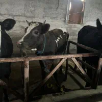 گوساله سیمینتال اصیل|حیوانات مزرعه|رشت, حومه رشت|دیوار