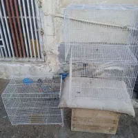 جفت لوتینو .قفس.کبوتر.لونه پرنده|پرنده|بوشهر, |دیوار