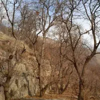 باغ-میوه-کشار-سولقان