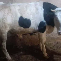 دوتا گاو با گوساله نه ماهه|حیوانات مزرعه|پلدشت, |دیوار