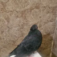 کفتر زاغ|پرنده|تهران, نیروی دریایی|دیوار