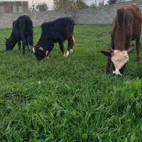 ورزا کوله های چالوسی همه اث فروشی|حیوانات مزرعه|سنگر, |دیوار