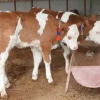 خریدار .  انواع گاو گوساله