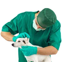 دامپزشک در محل،تمام مناطق (تهران،شهریار و حومه)|خدمات پیشه و مهارت|تهران, مهرآباد جنوبی|دیوار