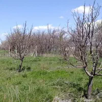 زمین-ویلایی-باموقعیت-عالی