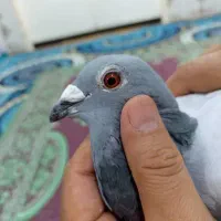 سوسنگرد|پرنده|سوسنگرد, |دیوار