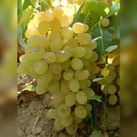 پخـش انـواع نهال درجـه یـک|خدمات باغبانی و درختکاری|کنگاور, |دیوار