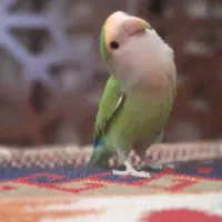 فروش طوطی برزیلی