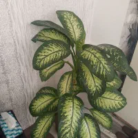 گل دیفن زیبا و سرحال