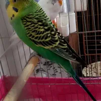 یک جفت مرغ عشق با قفس