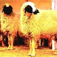 گوسفند سفید ونرینه بهداشتی جگر هدیه