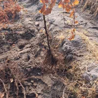 فروش نهال انگور|عمده‌فروشی|میاندوآب, |دیوار