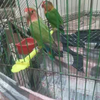 طوطی برزیلی