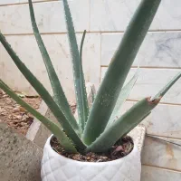 الوئه ورا با گلدان