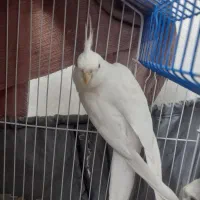 عروس هلندی آلبینو نر|پرنده|تهران, گمرک|دیوار