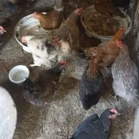 مرغ تخم گذار محلی