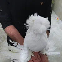 آرشینگل چتری کشکی چاینیز شامپیون جکسون بخارا زاغ|پرنده|اصفهان, سپاهان‌شهر|دیوار
