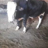 دو عدد گوساله نر